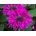 Monarda Bee Free