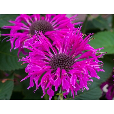 Monarda Bee Free