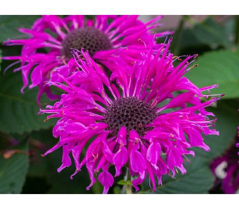 Monarda Bee Free
