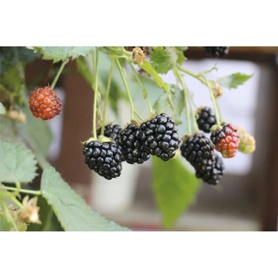 FloraSelf Bio Černica zakrslá BIO zakrpatenáFloraSelf Bio Rubus fruticosus 'Little Black Prince' kvetináč 3 l beztŕňová