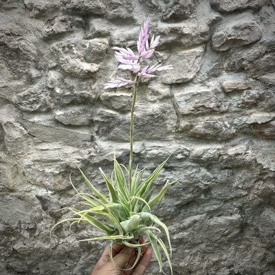 Tillandsia cacticola