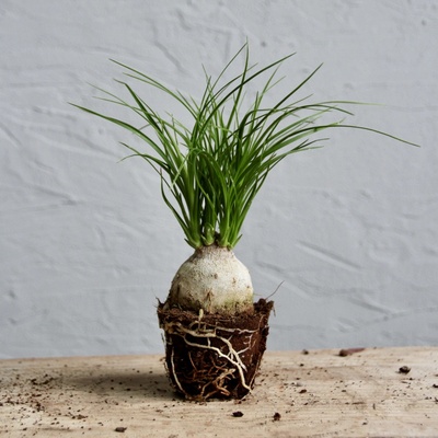 Nolina Recurvata baby