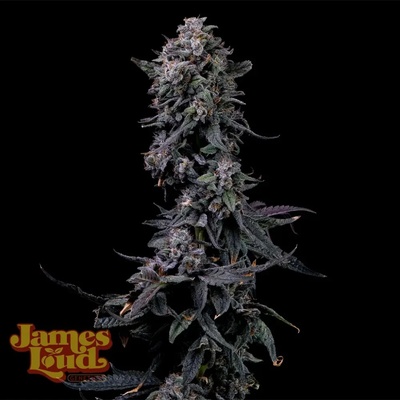 James Loud Genetics Bumpboxx Kush semienka neobsahujú THC 3 ks