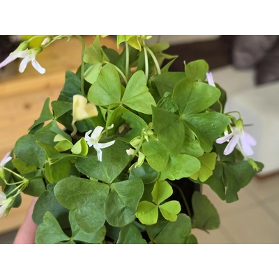 PlantBros flower Kyslička (Oxalis)
