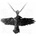 Alchemy gothic Нашийник ALCHEMY GOTHIC - Black Raven - P193