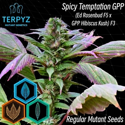 TerpyZ Mutant Genetics Spicy Temptation GPP regular semienka neobsahujú THC 10 ks
