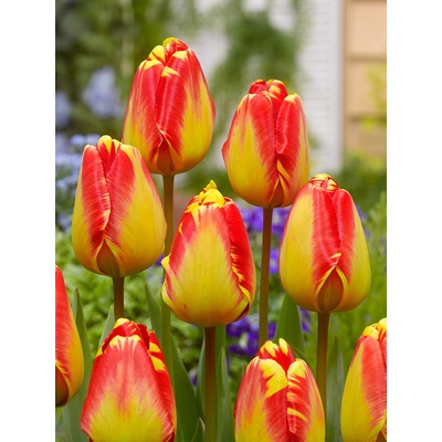 Tulipán 'Banjaluka' 5 ks Velikost hlíz: 10/11 – Zboží Dáma