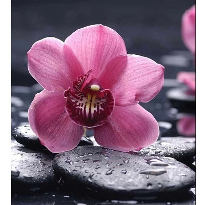 Dimex MS-3-0120 vliesová fototapeta na zeď Orchidej rozměry 225 x 250 cm