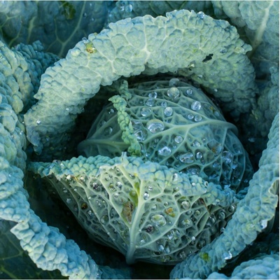 Kapusta hlávková Langedijské - Brassica oleracea L. - semena - 160 ks