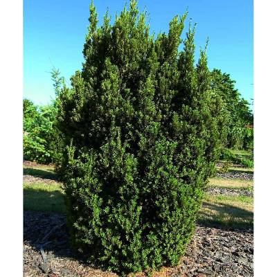 thuja plicata atrovirens wikipedia Thuja plicata 'Atrovirens'  Majestic Trees