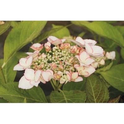 Hortenzia kalinolistá FloraSelf Hydrangea macrophylla Hovaria 'Love You Kiss' výška 30-40 cm kvetináč 4,6 l