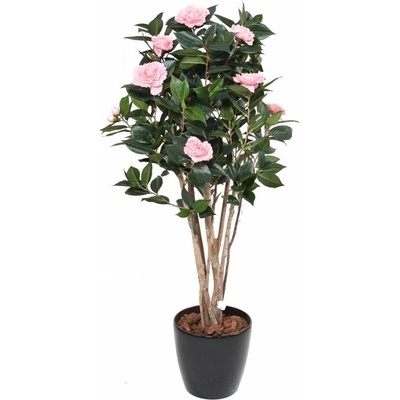 CAMELIA JAPONICA DOUBLE NEW KEŘ růžová, 130cm