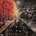 OK ORCHESTRA - AJR CD