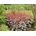 Heuchera Dolce Silver Gumdrop