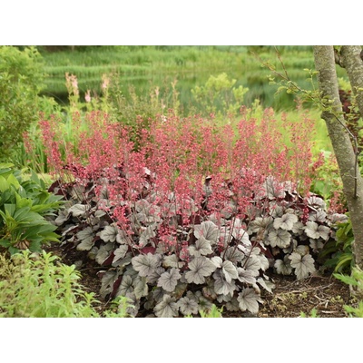 Heuchera Dolce Silver Gumdrop