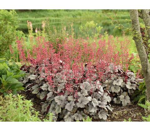 Heuchera Dolce Silver Gumdrop