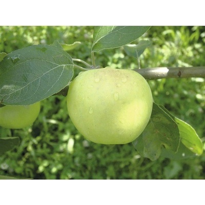 Jabloň letní BIO FloraSelf Bio Malus domestica 'průsvitné letní' 120-150 cm květináč 7,5 l