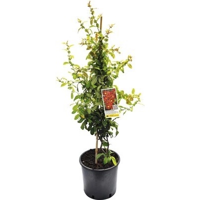 Dulovec FloraSelf Chaenomeles speciosa 'Hot Fire' výška 60-80 cm kvetináč 5 l