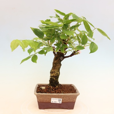 e-bonsai Venkovní bonsai - Vistarie květnatá - Wisteria floribunda