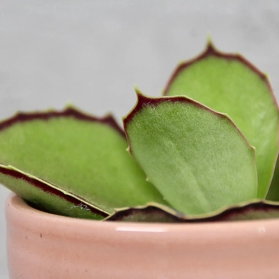 Kalanchoe Synsepala