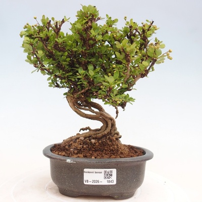 e-bonsai Venkovní bonsai - Berberis coreana - Dřištál korejský