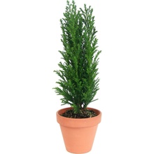 Gardners Chamaecyparis lawsoniana ellwoodii, průměr 9 cm Cypřišek