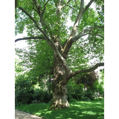 Platan javorolistý (Platanus acerifolia) 30ks semien
