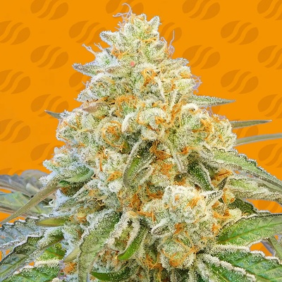 Original Sensible Seeds Do-Si-Dos OG semienka neobsahujú THC 25 ks