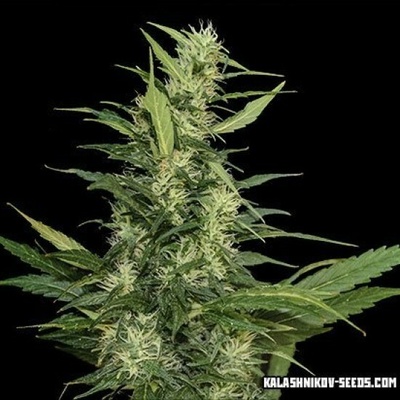 Kalashnikov Seeds Amur Giant AUTO semena neobsahují THC 3 ks