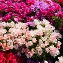 Polan GODECJA semená VEĽKOKVETÁ ZMES 1 G