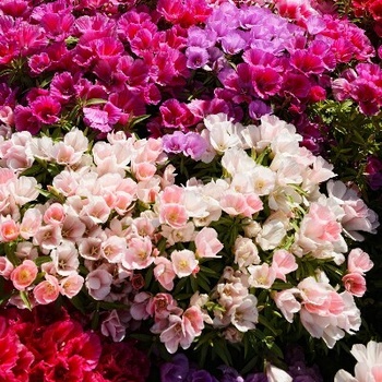 Polan GODECJA semená VEĽKOKVETÁ ZMES 1 G