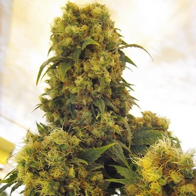 Mr. Nice Critical Skunk regular semienka neobsahujú THC 15 ks