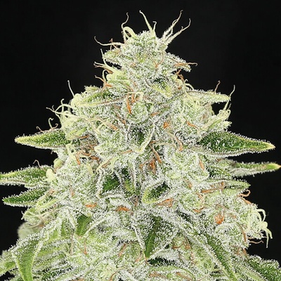 Anesia Seeds Haze Queen semienka neobsahujú THC 10 ks