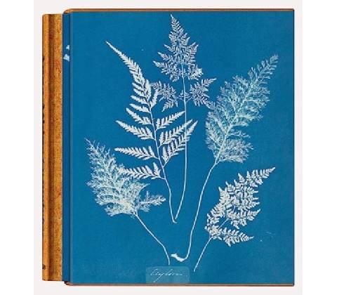 Anna Atkins. Cyanotypes