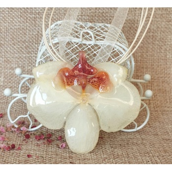 Meganflo Дендробиум орхидея