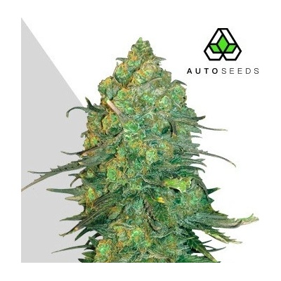 Auto Seeds Durban Poison Auto semienka neobsahujú THC 5 ks