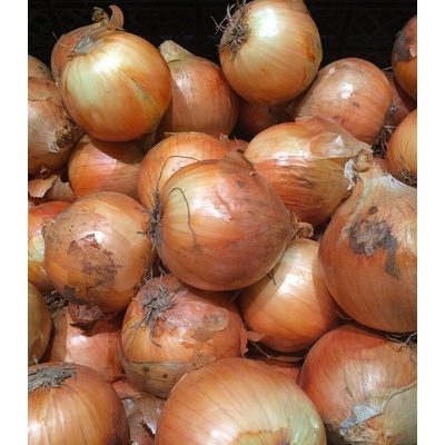 Cibule sazečka Sturon Allium cepa prodej cibulek 250 g