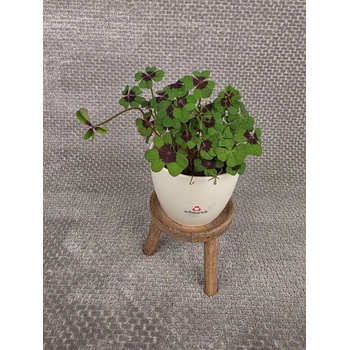 Oxalis