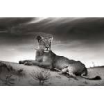 DIMEX ART Флизелинов фототапет лъвица в пустинята 375 x 250 см