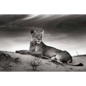 DIMEX ART Флизелинов фототапет лъвица в пустинята 375 x 250 см