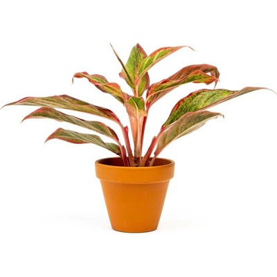 Gardners Aglaonema Crete Flame, průměr 9 cm Aglaonema, Spící panna