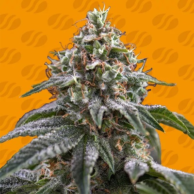 Original Sensible Seeds Ghost Train Power semienka neobsahujú THC 10 ks