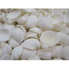 Tica Global affairs Mušle Clam rose shell 1000 g