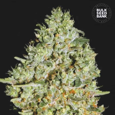 Bulk Seed Bank Critical semienka neobsahujú THC 100 ks