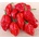 Семена от люти чушки сорт "Нага Морич" (Naga Morich) 15 бр (611111)