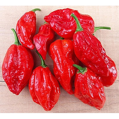 Семена от люти чушки сорт "Нага Морич" (Naga Morich) 15 бр (611111)