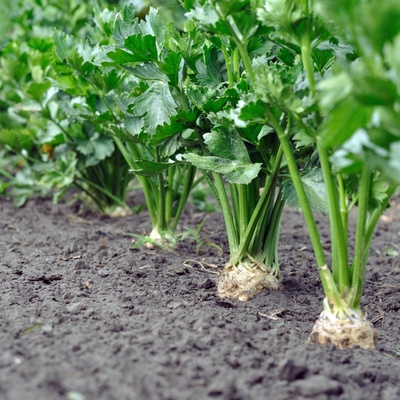 BIO zeler buľvový Monarch - Apium graveolens - bio semená zelera - 20 ks