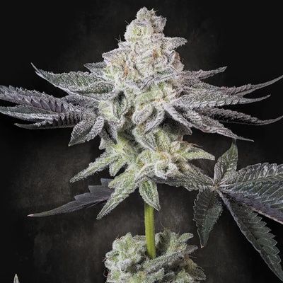 Paradise Seeds Emerald Envy Semená neobsahujú THC 5 ks