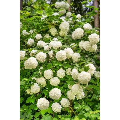 Agarden Kalina obecná 'Roseum'