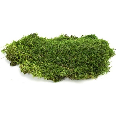 Dekoračný stabilizovaný mach lesný plochý 2,5 kg, zelený